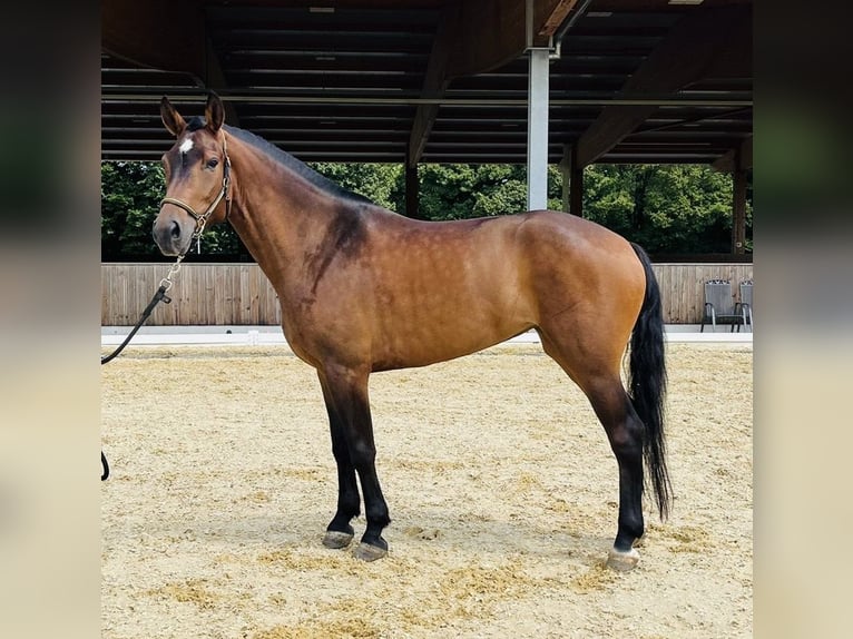 Freiberger Stute 3 Jahre 150 cm Dunkelbrauner in Dietikon