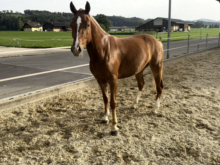 Freiberger Stute 3 Jahre 151 cm Fuchs in Niederbüren