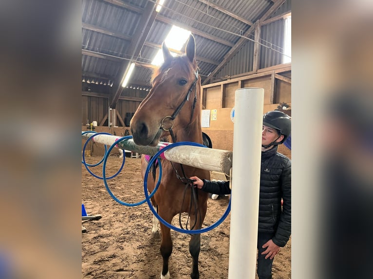 Freiberger Mix Stute 3 Jahre 152 cm Brauner in Reiden