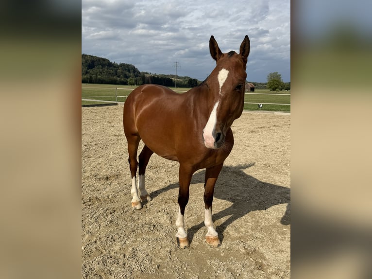 Freiberger Stute 3 Jahre 152 cm Brauner in Niederbüren