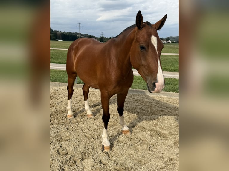 Freiberger Stute 3 Jahre 152 cm Brauner in Niederbüren