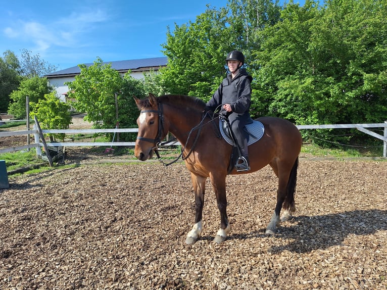 Freiberger Stute 3 Jahre 153 cm Brauner in Mengkofen
