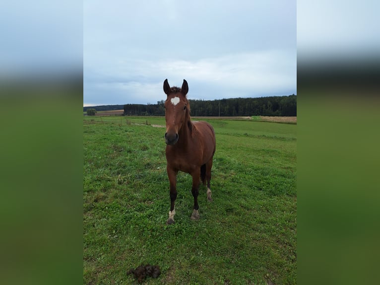 Freiberger Stute 3 Jahre 153 cm Brauner in Mengkofen