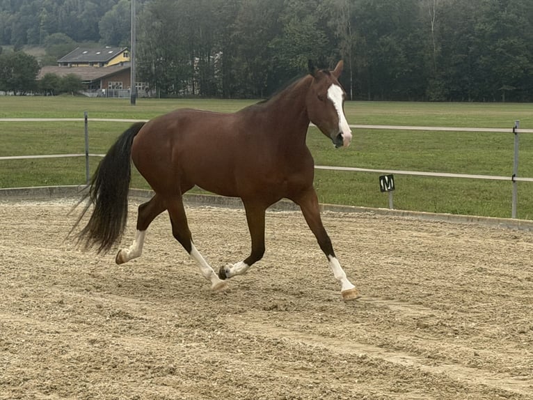 Freiberger Stute 3 Jahre 153 cm Brauner in Niederbüren