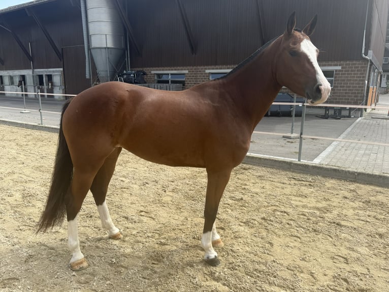 Freiberger Stute 3 Jahre 153 cm Brauner in Niederbüren