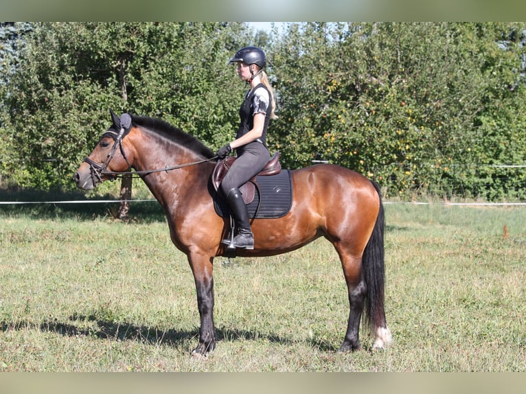 Freiberger Stute 3 Jahre 153 cm Brauner in Dübendorf