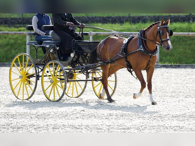 Freiberger Stute 3 Jahre 154 cm Brauner in Sigigen