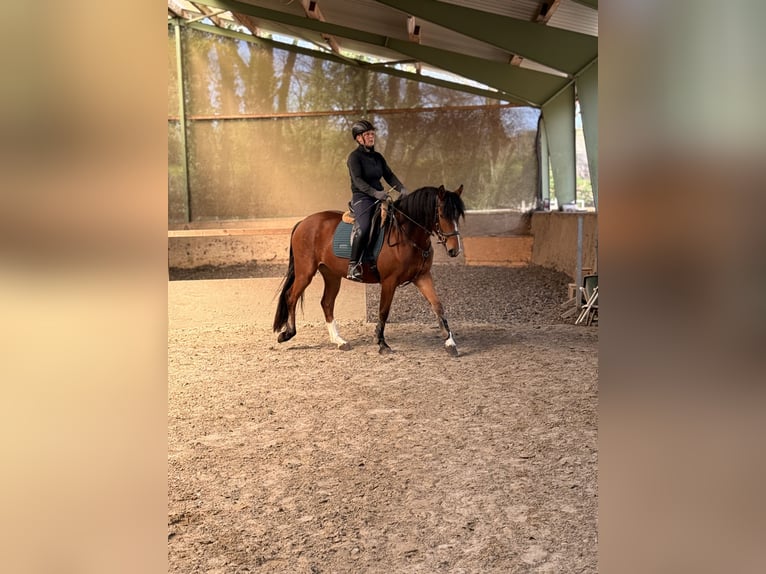 Freiberger Stute 3 Jahre 154 cm Brauner in Paderborn