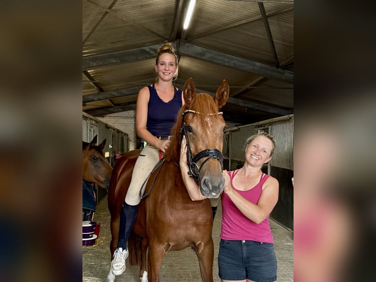Freiberger Stute 3 Jahre 154 cm Fuchs in Holzwickede