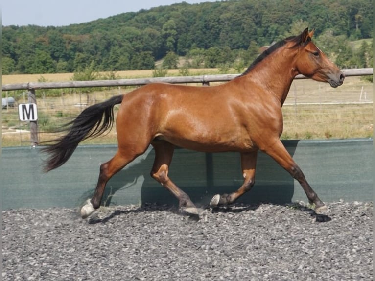 Freiberger Stute 3 Jahre 155 cm Brauner in Rodersdorf