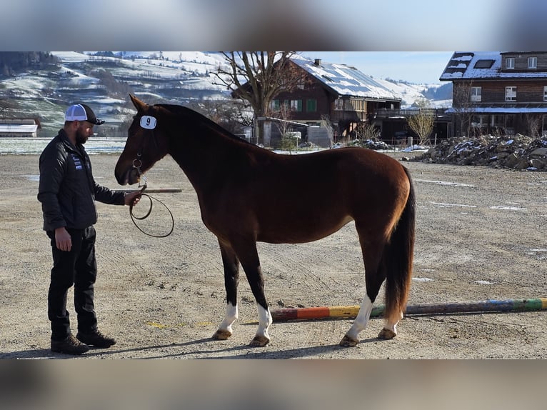 Freiberger Stute 3 Jahre 155 cm Dunkelbrauner in St. Silvester