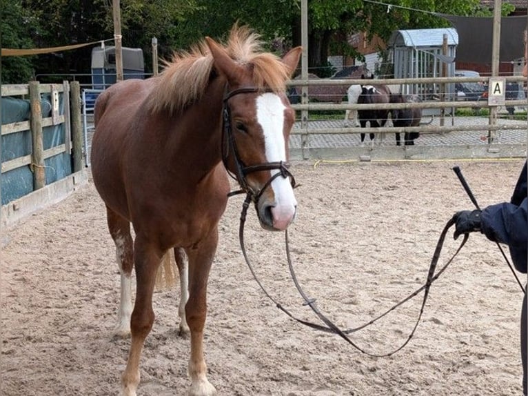 Freiberger Stute 3 Jahre 155 cm Fuchs in Kottwil