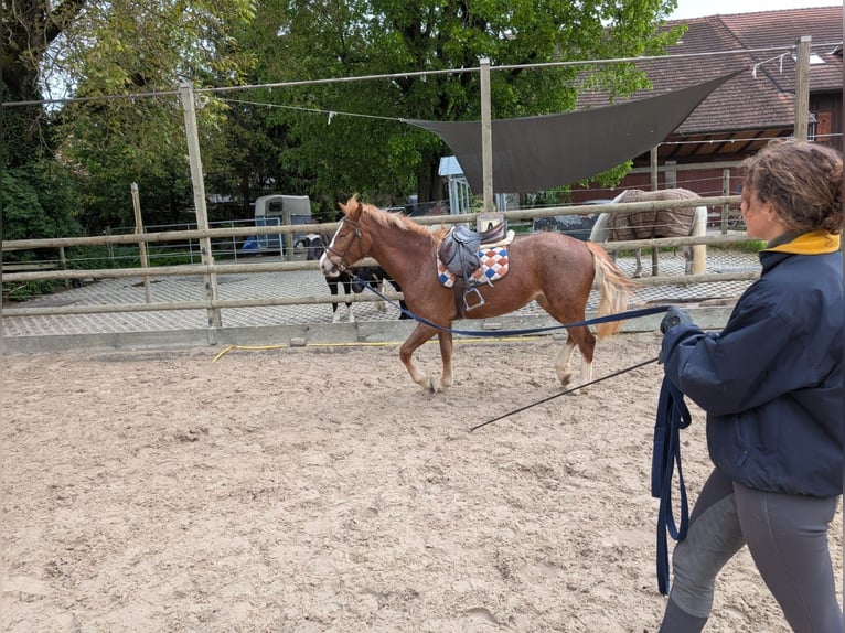 Freiberger Stute 3 Jahre 155 cm Fuchs in Kottwil