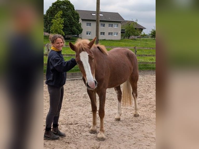 Freiberger Stute 3 Jahre 155 cm Fuchs in Kottwil