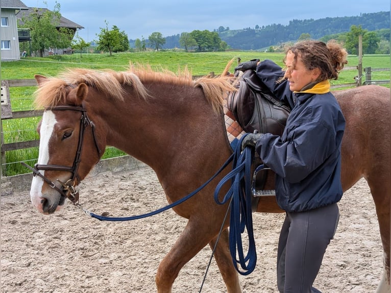 Freiberger Stute 3 Jahre 155 cm Fuchs in Kottwil
