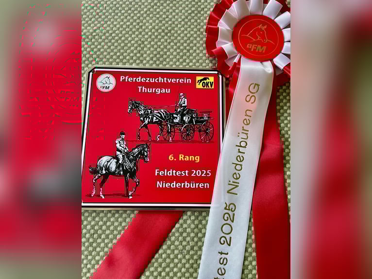 Freiberger Stute 3 Jahre 156 cm Brauner in Rotkreuz