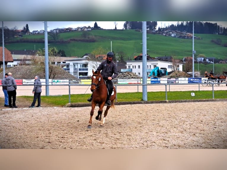 Freiberger Stute 3 Jahre 157 cm Brauner in Largitzen