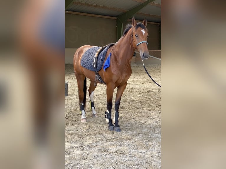 Freiberger Stute 3 Jahre 157 cm Brauner in Paderborn