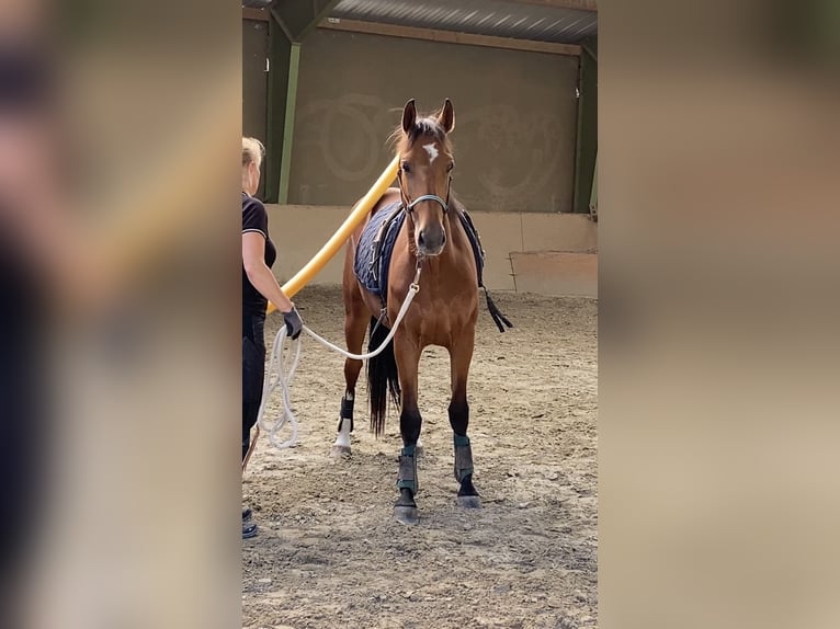 Freiberger Stute 3 Jahre 157 cm Brauner in Paderborn