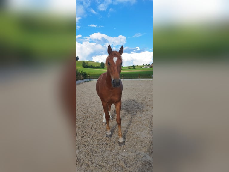 Freiberger Stute 3 Jahre 157 cm Fuchs in Doppleschwand