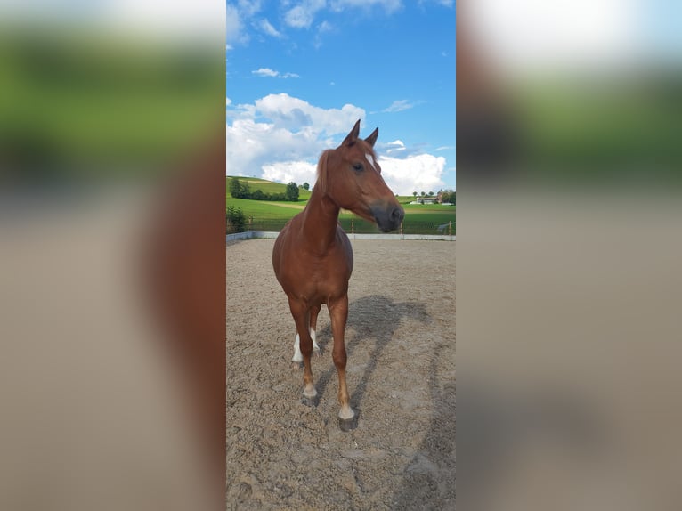 Freiberger Stute 3 Jahre 157 cm Fuchs in Doppleschwand