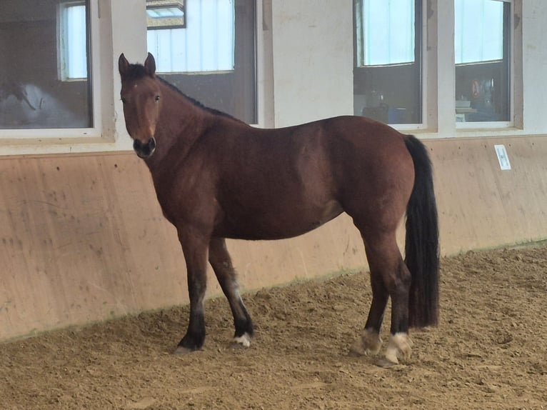 Freiberger Stute 3 Jahre 158 cm Brauner in Niederneisen