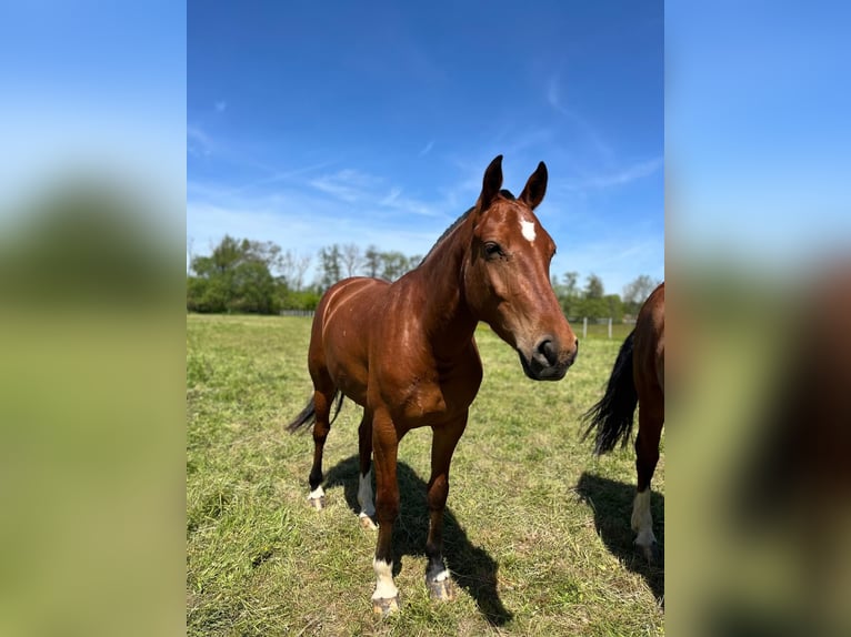 Freiberger Stute 3 Jahre 158 cm Brauner in Rümmingen