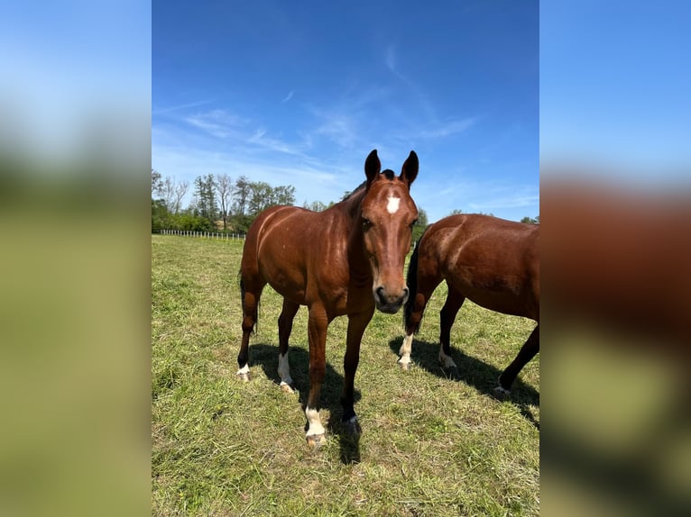Freiberger Stute 3 Jahre 158 cm Brauner in Rümmingen