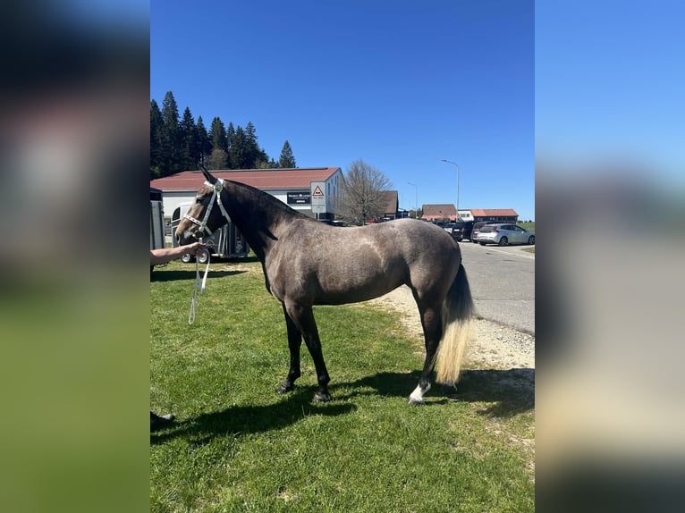 Freiberger Stute 3 Jahre 158 cm Schimmel in Le Fay