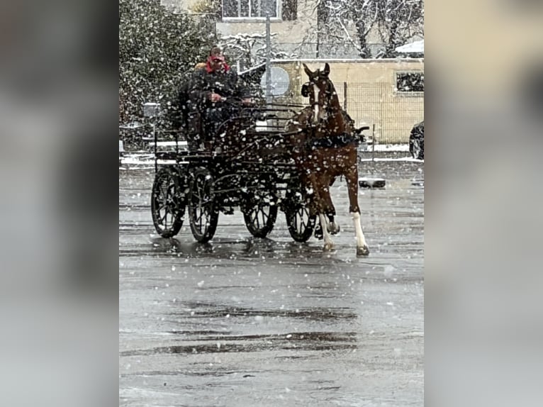 Freiberger Stute 3 Jahre 160 cm Brauner in Rümmingen