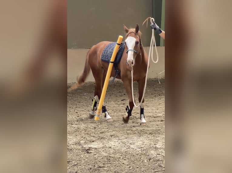 Freiberger Stute 3 Jahre 160 cm Fuchs in Paderborn