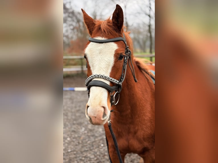Freiberger Stute 3 Jahre 160 cm Fuchs in Paderborn