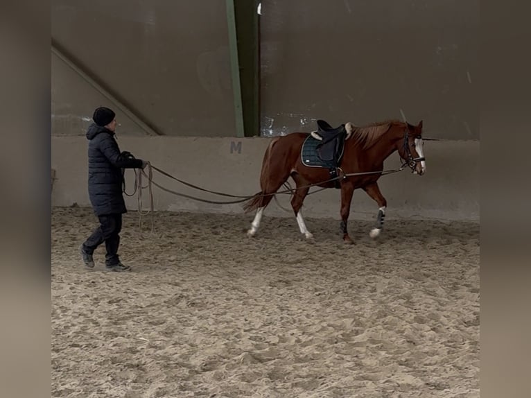 Freiberger Stute 3 Jahre 160 cm Fuchs in Paderborn