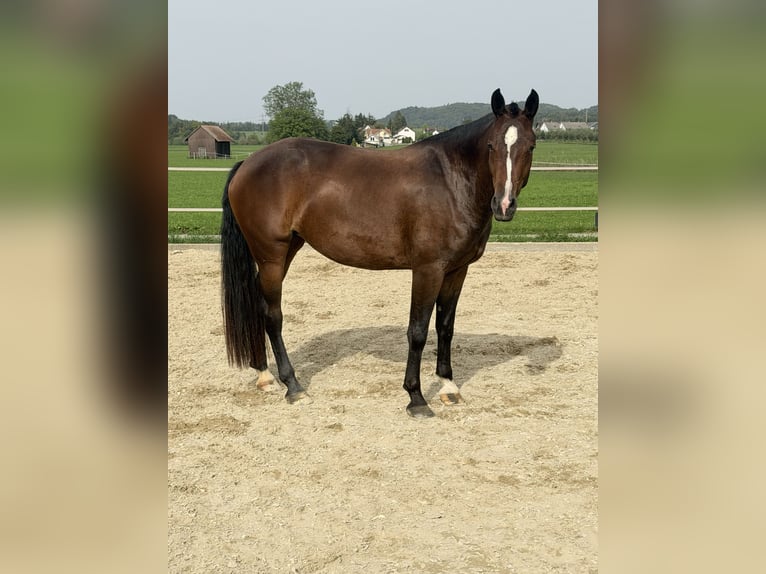 Freiberger Stute 3 Jahre Dunkelbrauner in Niederbüren