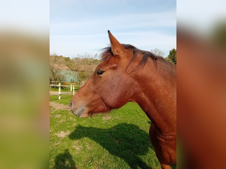 Freiberger Stute 4 Jahre 147 cm Brauner in Zalaszentgr&#xF3;t