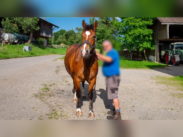 Freiberger Stute 4 Jahre 151 cm Brauner in Wigoltingen