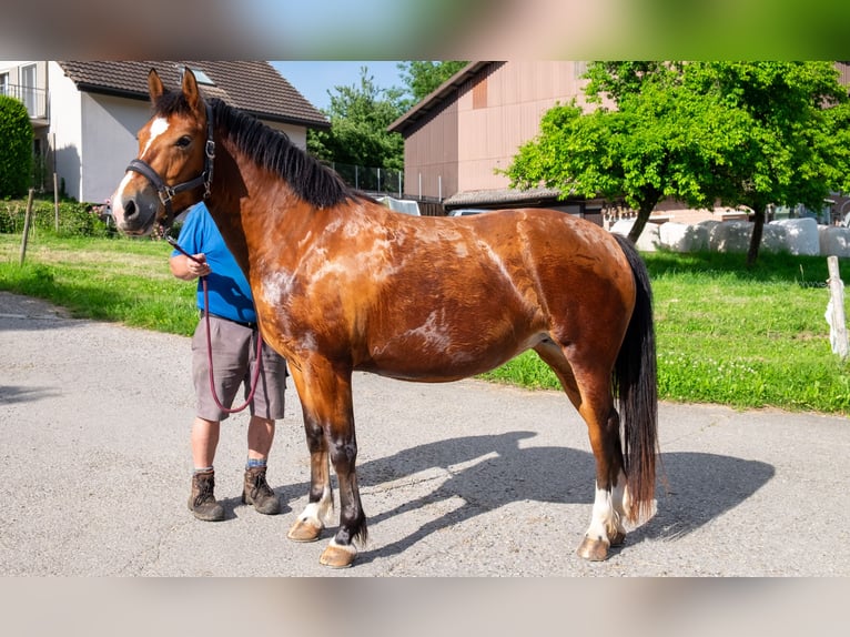 Freiberger Stute 4 Jahre 151 cm Brauner in Wigoltingen