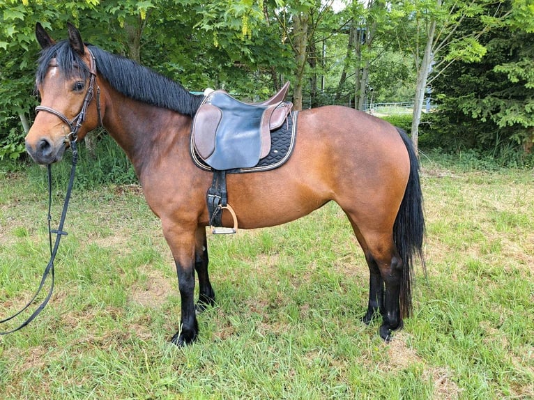 Freiberger Stute 4 Jahre 152 cm Brauner in Kasendorf