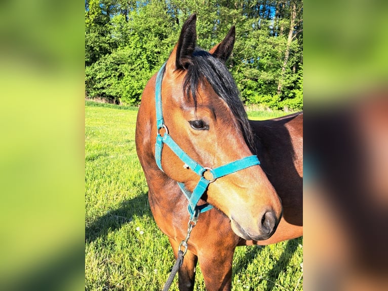 Freiberger Stute 4 Jahre 152 cm Brauner in Kasendorf