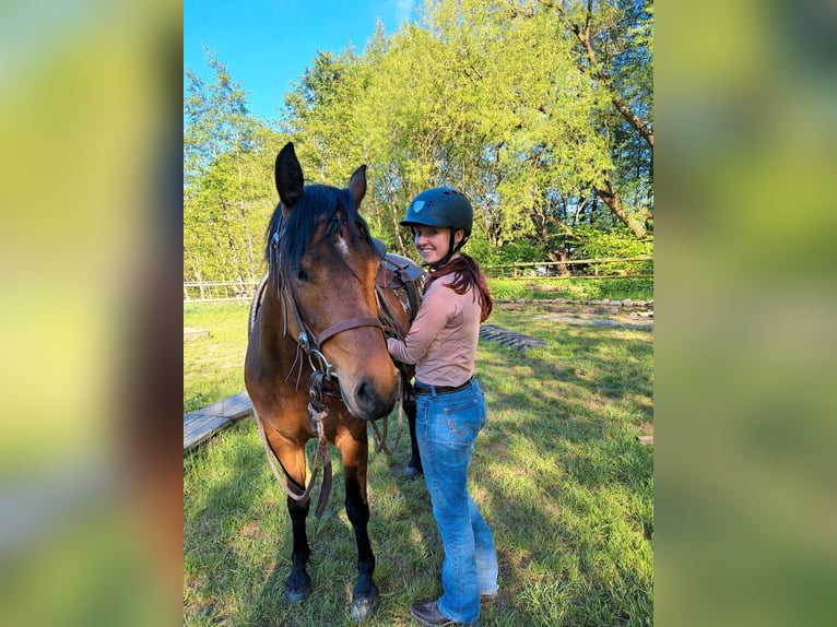 Freiberger Stute 4 Jahre 152 cm Brauner in Kasendorf