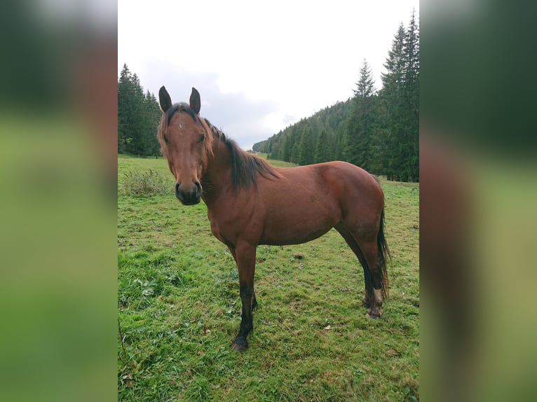 Freiberger Stute 4 Jahre 153 cm Brauner in Montfaucon