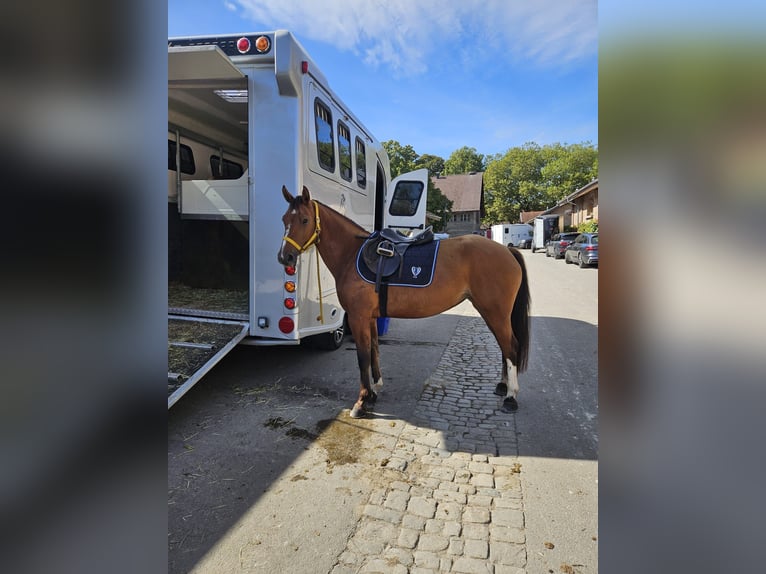 Freiberger Stute 4 Jahre 153 cm Brauner in Montfaucon