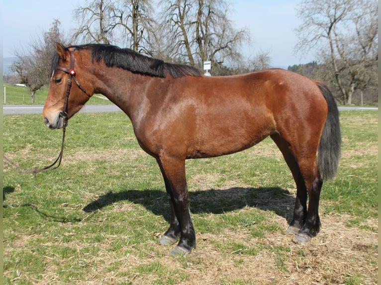 Freiberger Stute 4 Jahre 154 cm Brauner in Schönholzerswilen