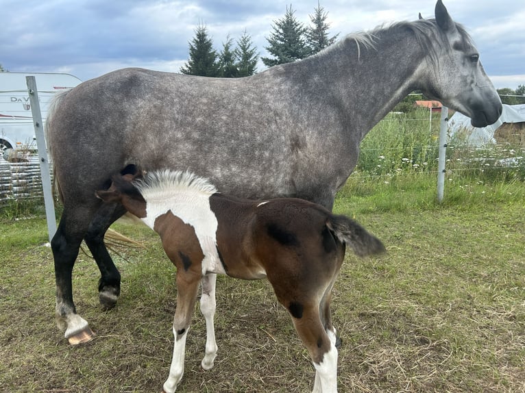 Freiberger Stute 4 Jahre 154 cm Schimmel in LeopoldshagenMeiersberg