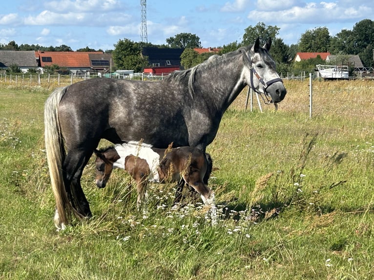 Freiberger Stute 4 Jahre 154 cm Schimmel in LeopoldshagenMeiersberg