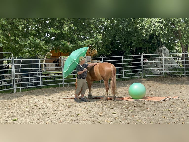 Freiberger Stute 4 Jahre 155 cm Fuchs in R&#xFC;mmingen