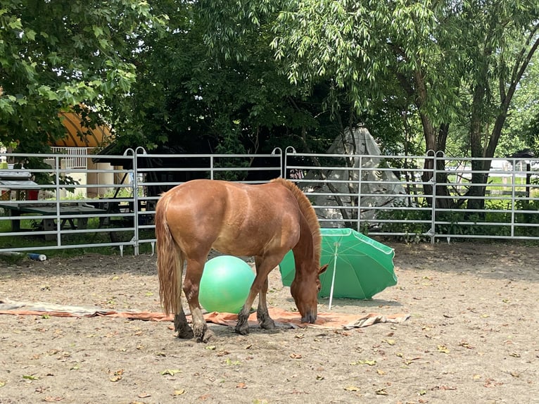 Freiberger Stute 4 Jahre 155 cm Fuchs in R&#xFC;mmingen