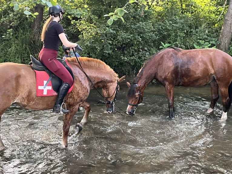 Freiberger Stute 4 Jahre 155 cm Fuchs in R&#xFC;mmingen