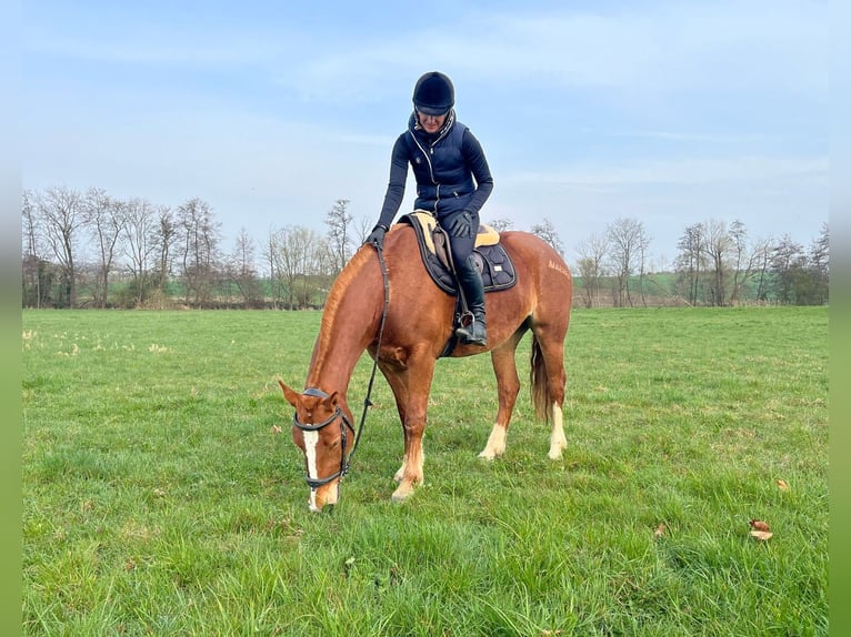 Freiberger Stute 4 Jahre 155 cm Fuchs in Rümmingen