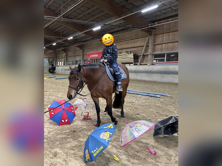 Freiberger Stute 4 Jahre 156 cm Brauner in Gettnau